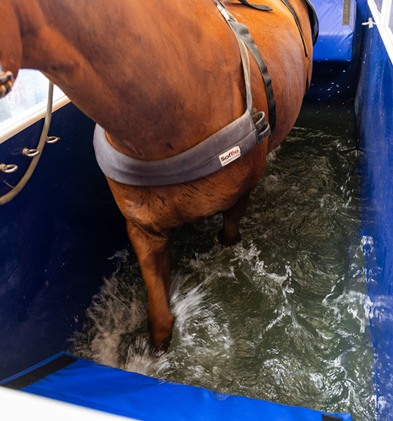 Pferd im Aquatrainer, Nahaufnahme