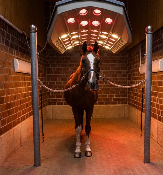 Solarium Pferd